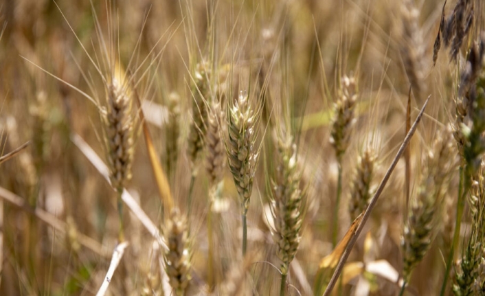 Van Gölü Havzası’ndaki Buğday Çeşitleri Koruma Altına Alınıyor