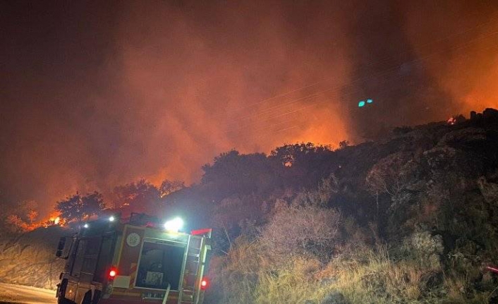 Bodrum'daki orman yangınında 5 dönümlük alan kül oldu