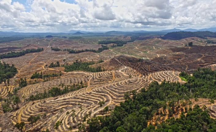 Yeni Rapor: Finans Kurumları Ormansızlaşmayı Körüklemeye Devam Ediyor