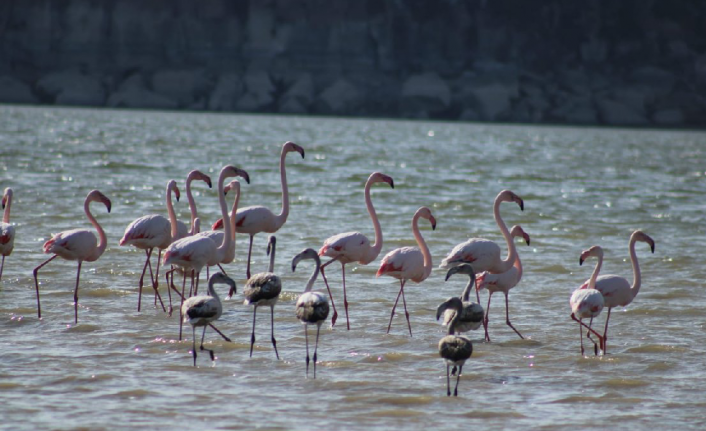 Tuz Gölü'nde sular azaldı, flamingolar Mamasın Barajı’na akın etti