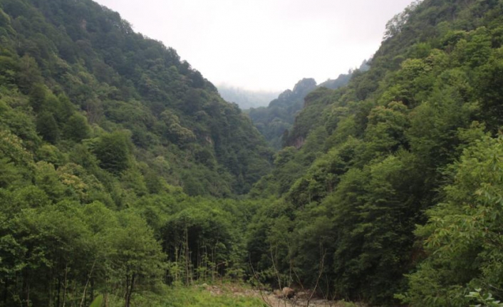 Sakarya, Kocaeli, Zonguldak, Rize ve Balıkesir'de bazı alanlar orman sınırları dışına çıkarıldı