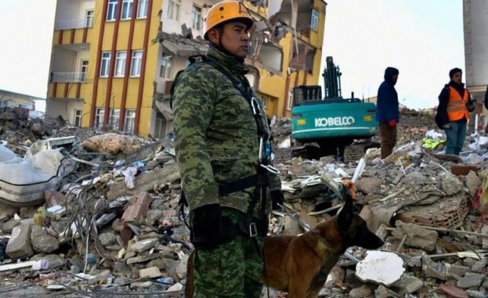 Meksikalı arama-kurtarma köpeği Proteo, hayat kurtarırken yaşamını yitirdi