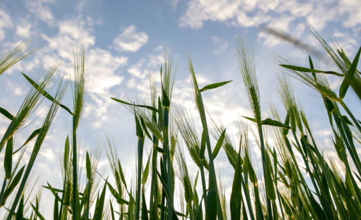 Kuraklık Buğday’da Verim Düşüklüğüne Neden Olabilir
