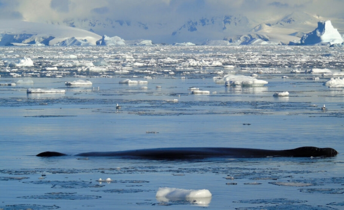 Eriyen Antarktika Buzu 2050’ye Kadar Derin Okyanus Akıntısının Yavaşlamasına Neden Olabilir
