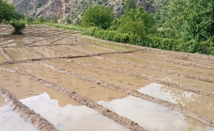Türkiye’nin Uzak Doğusu Çukurca’da Pirinç Üretimi Başladı
