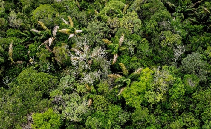 Brezilya Amazon’da Ormansızlaşmayı 2030’a Kadar Durdurma Planını Açıkladı