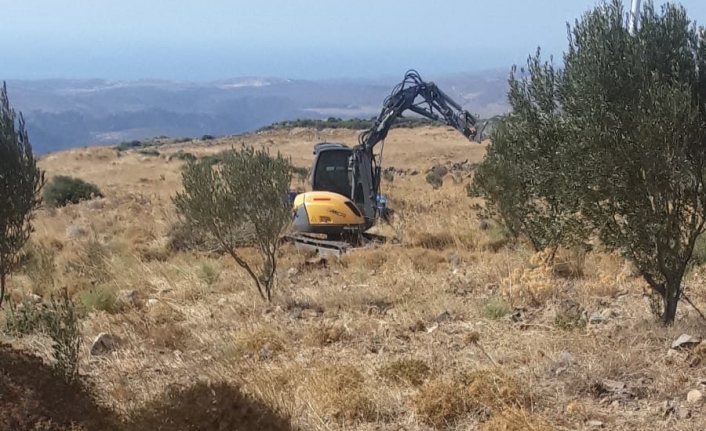 Karaburun’daki Zeytin Ağaçları Hukuksuzca GES Uğruna Katledildi