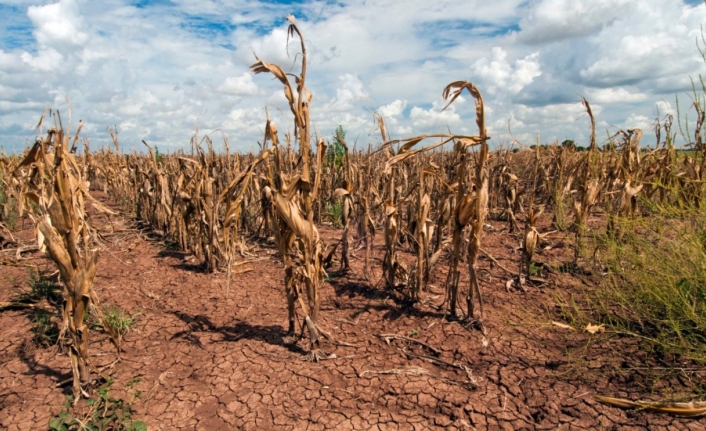 Son 30 Yılda Afet Kaynaklı Tarımsal Ürün Zararı 3,8 Trilyon Dolara Ulaştı