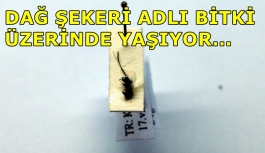Kahramanmaraş'ta iki yeni böcek türü bulundu