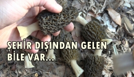 Kilosu 100 TL'ye Satılan Kuzugöbeği Mantarını Bulmak İçin Dağ, Tepe Demeden Arıyorlar