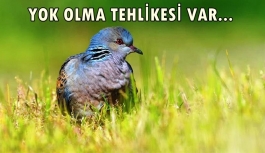 Av tehlikesi: Türkiye'de, 20 kuş türü küresel seviyede yok olma tehlikesi altında
