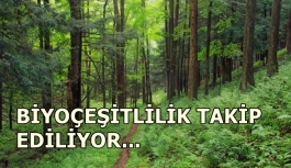 Türkiye'den ormanlar için kıtalar arası iş birliği