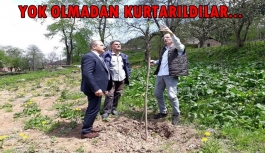 Yok olmadan kurtarıldılar