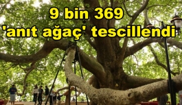 9 bin 369 'anıt ağaç' tescillendi
