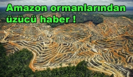 Amazon ormanlarından üzücü haber !