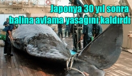 Japonya 30 yıl sonra balina avlama yasağını kaldırdı