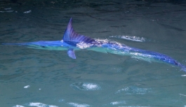 Kemer'de  Mavi yelken balığı görüntülendi