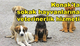 Konak'ta sokak hayvanlarına veterinerlik hizmeti