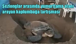 Şezlonglar arasında yumurtlama alanı arayan kaplumbağa tartışması