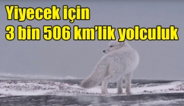 Yavru kutup tilkisinin destansı yolculuğu:Yiyecek bulabilmek için  3 bin 506 kilometre yürüdü