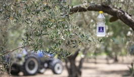 Büyükşehir'in desteğiyle Foça’da 44 bin zeytin ağacı korunacak