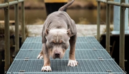 Tehlikeli 4 Köpek ırkını bulunduranlara para cezası