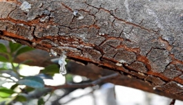 Alaçatı’daki sakız ağaçlarından 40 yıl sonra ilk hasat