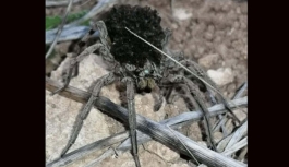 En tehlikeli 9 örümcek türünden biri Bilecik'te görüldü