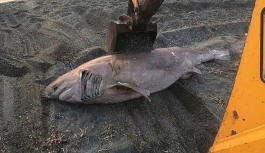 İzmir’de dev köpek balığı karaya vurdu!