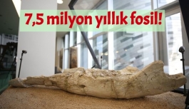 Kayseri'de bulunan fosil, türünün tek örneği