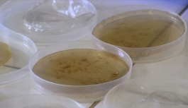 Nişastadan 'yenilebilir' biyoplastik tabak üretildi