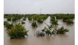 Adana’da tarım arazileri sular altında kaldı