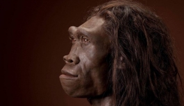 Homo erectus'lar düşünülünden daha fazla yaşadılar