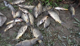 Karabük'teki balık ölümleri Meclis'e taşındı