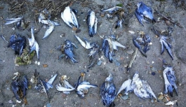 Dev sıcak su kütlesi bir milyon kuşu öldürdü!