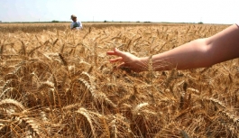 Buğday üretiminde yüzde 5-7 oranında artış bekleniyor