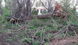 Kovid-19 salgınını fırsat bilip Saraçoğlu'nda ağaçları kestiler