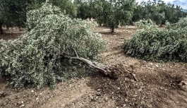 Zeytin ağacını kesenlere 110 bin lira ceza kesildi!