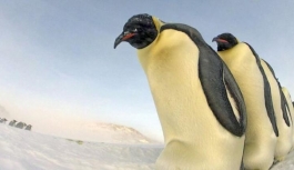 Güney Kutbu'nda imparator penguenlere ait yeni üreme alanları tespit edildi
