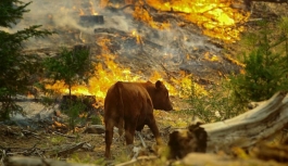 Orman Yangınları ve İklim Değişikliği