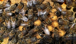 Arılar, yaşanan kuraklık nedeniyle nüfus planlamasına geçti.