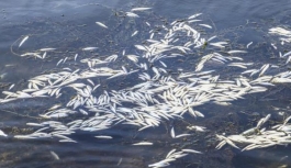 Ankara'da barajdaki balık ölümlerine inceleme