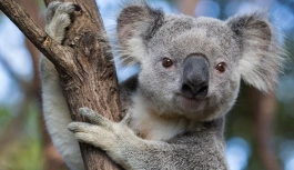Avustralya, koalaları korumak için 18 milyon dolar ayırdı
