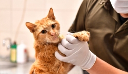 Enkazdan çıkarılan kediler tedavi altına alındı