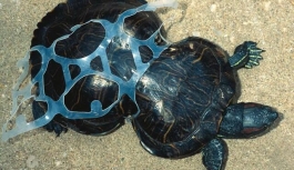 Ölen kaplumbağaların yüzde 60'ında plastik madde çıkıyor!