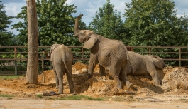 "Dünyada ilk": Britanya'daki hayvanat bahçesinde yaşayan 13 fil, Kenya'ya götürülüp doğaya bırakılacak