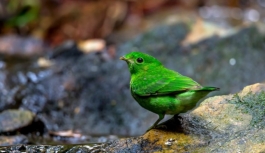 Nesli tükendiği düşünülen geniş gagalı yeşil kuş Singapur’da görüldü