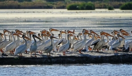 Pandemi pelikanlara yaradı: Arnavutluk'taki nüfusu son 1 yılda yüzde 20 arttı