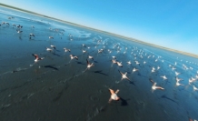 Kuş cenneti Düden Gölü’nde flamingolardan görsel şölen