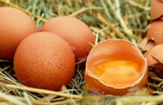 'Kanser ilacı yumurtlayan' tavuklar yetiştirildi!